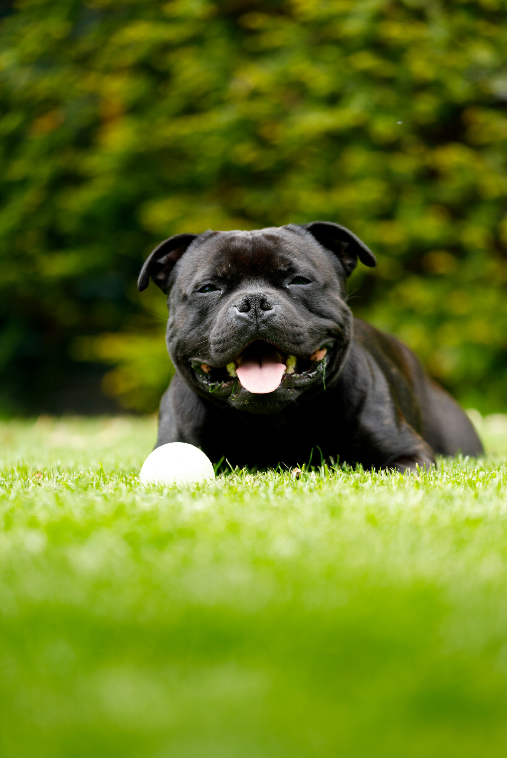 Featured Image photo for Digital Radiology Project delivers healthy smiles from furry friends